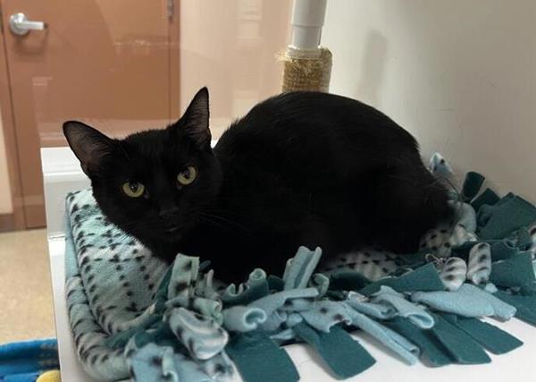 Skittles, an adoptable Domestic Short Hair in Great Falls, MT, 59405 | Photo Image 1