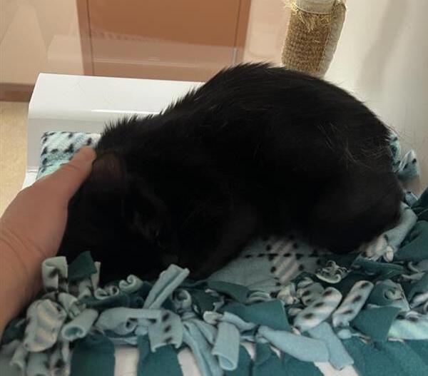 Skittles, an adoptable Domestic Short Hair in Great Falls, MT, 59405 | Photo Image 2