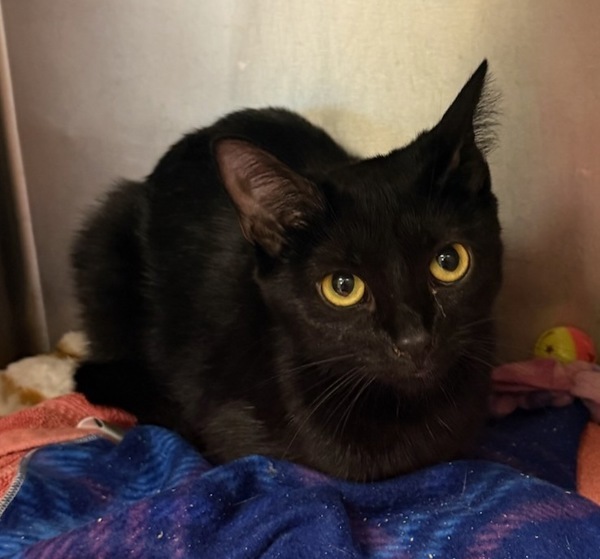 Skittles, an adoptable Domestic Short Hair in Great Falls, MT, 59405 | Photo Image 3