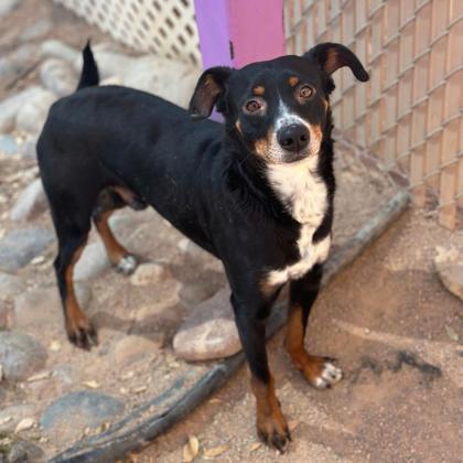 Furdinad thumbnail 3