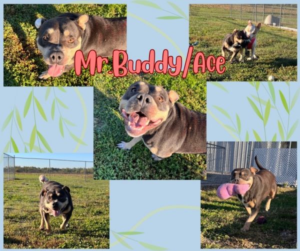 Mr. Buddyace photo 1
