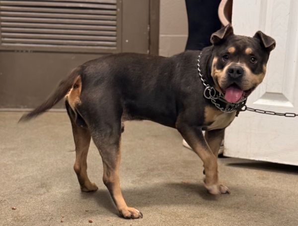 Mr. Buddyace thumbnail 2