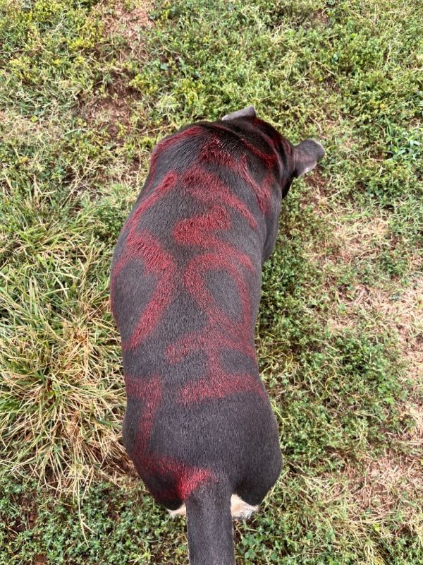 Mr. Buddyace thumbnail 3