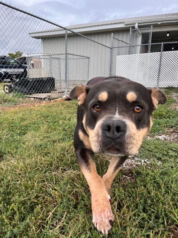 Mr. Buddyace thumbnail 4