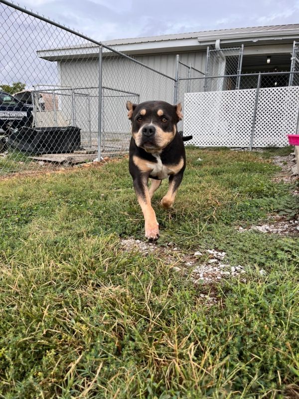 Mr. Buddyace thumbnail 5