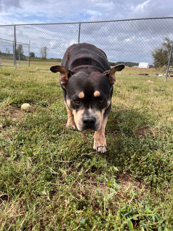 Mr. Buddyace thumbnail 6