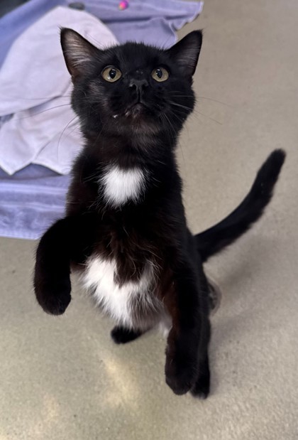Thackery Binx
