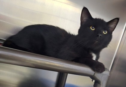 Thackery Binx