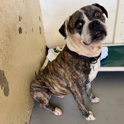 Cow, an adoptable American Bulldog, Mixed Breed in Honolulu, HI, 96826 | Photo Image 1