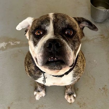 Cow, an adoptable American Bulldog, Mixed Breed in Honolulu, HI, 96826 | Photo Image 2