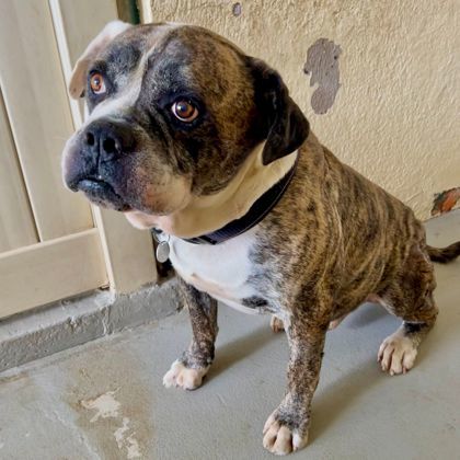 Cow, an adoptable American Bulldog, Mixed Breed in Honolulu, HI, 96826 | Photo Image 3