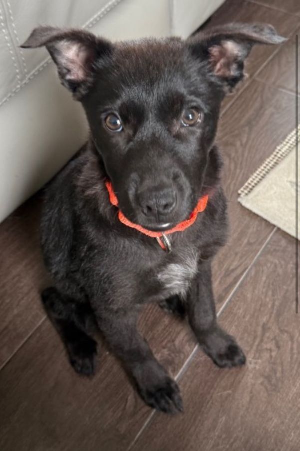 Zokie Sparkleby photo 1