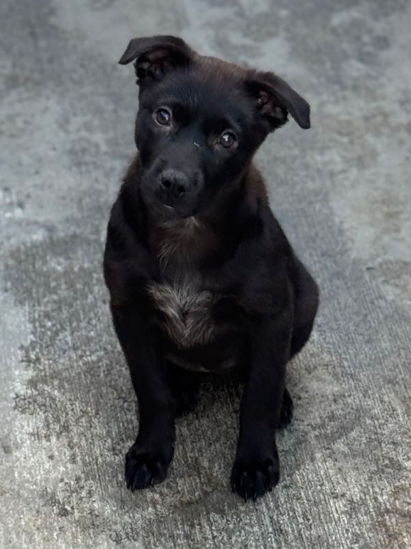 Zokie Sparkleby thumbnail 2