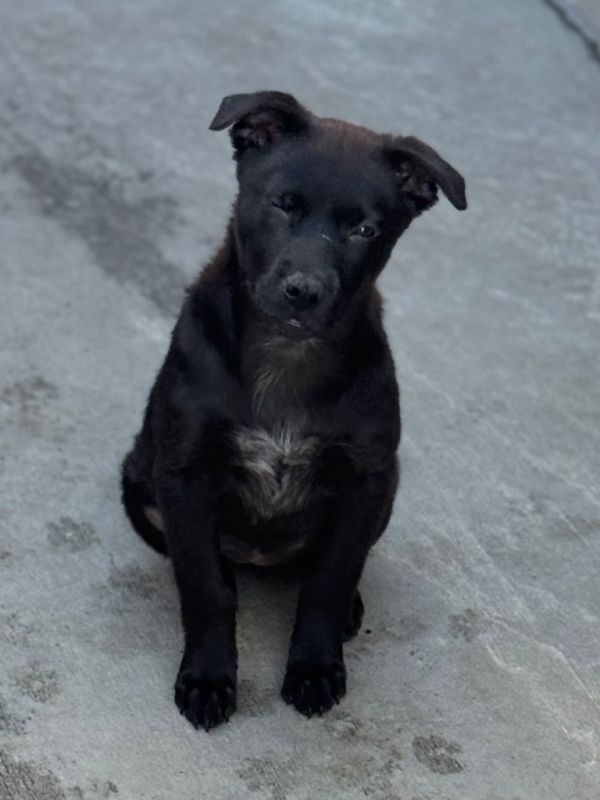 Zokie Sparkleby thumbnail 3