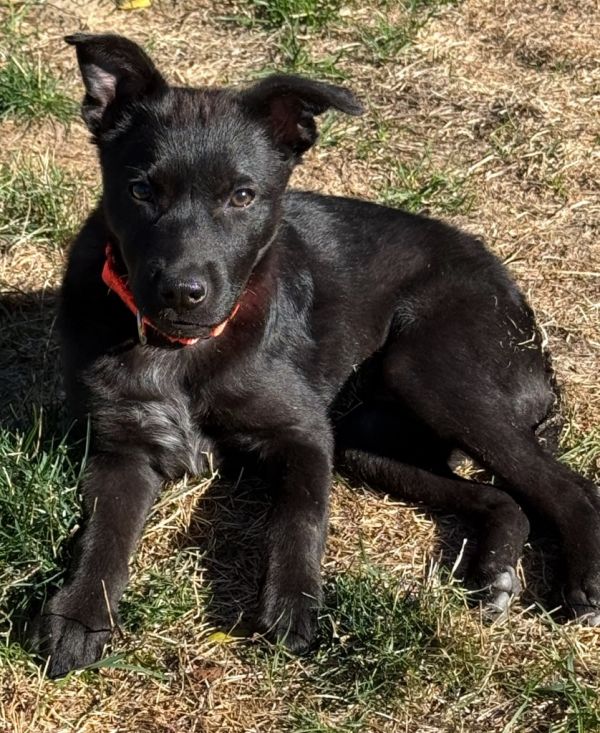 Zokie Sparkleby thumbnail 5