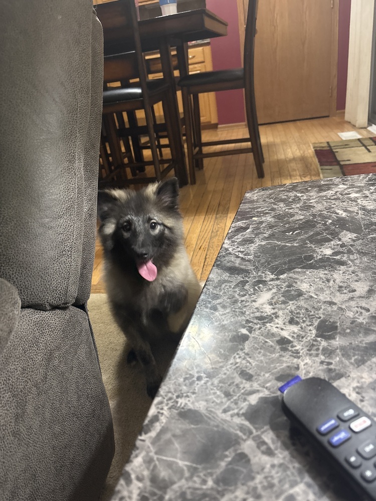 Keeshond - Bonnie, an adoptable Keeshond in Omaha, NE, 68137 | Photo Image 1