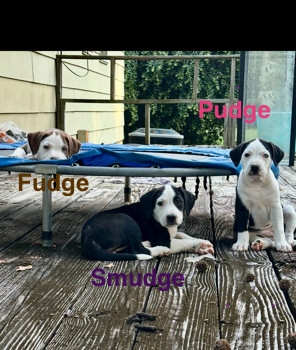 Baby Fudge thumbnail 2