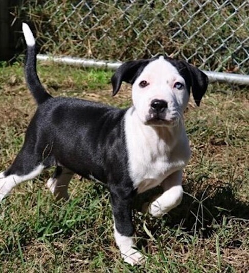 Baby Pudge thumbnail 2