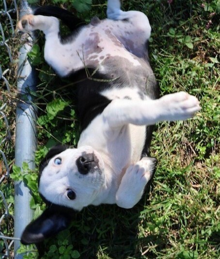 Baby Pudge thumbnail 3