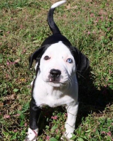 Baby Pudge thumbnail 4