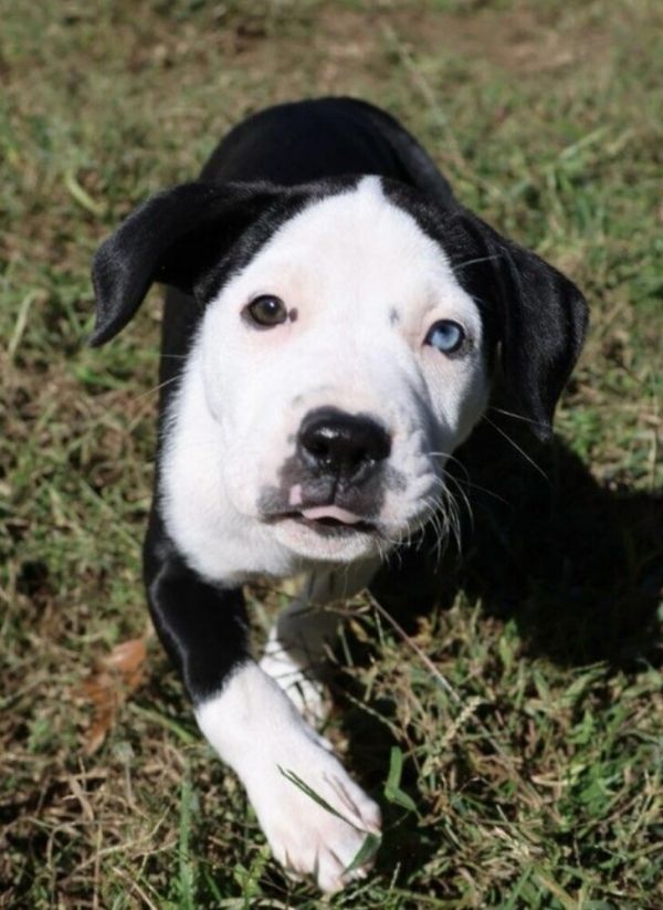 Baby Pudge thumbnail 5