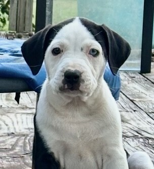 Baby Pudge thumbnail 6