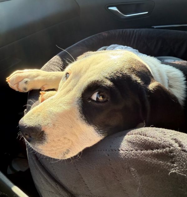 Baby Smudge thumbnail 3