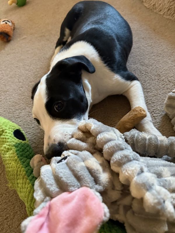 Baby Smudge thumbnail 4