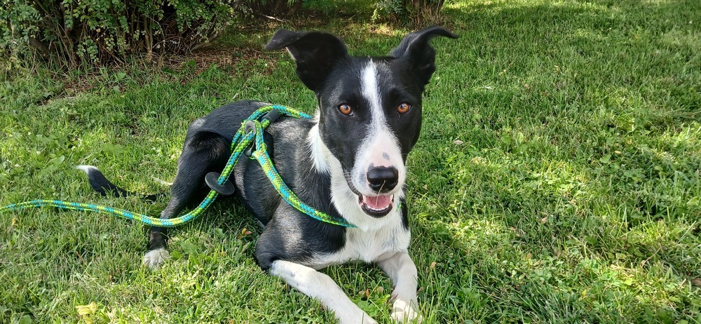 Chica, an adoptable Collie, Cattle Dog in Salmon, ID, 83467 | Photo Image 1