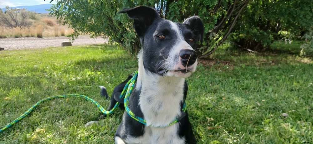 Chica, an adoptable Collie, Cattle Dog in Salmon, ID, 83467 | Photo Image 2