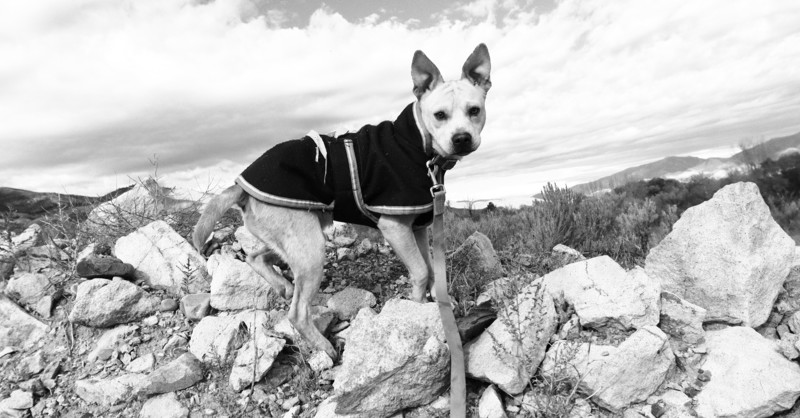 Skipper, an adoptable Terrier in Salmon, ID, 83467 | Photo Image 1
