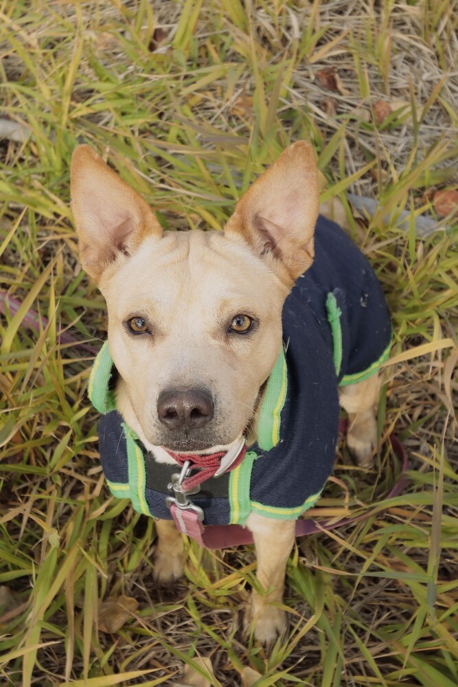 Skipper, an adoptable Terrier in Salmon, ID, 83467 | Photo Image 2