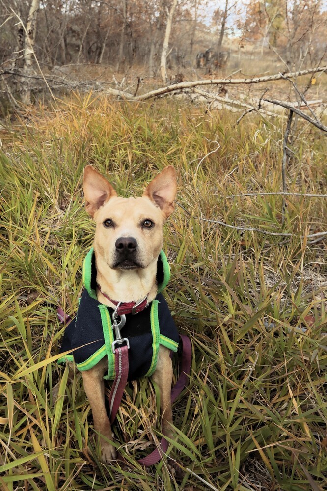 Skipper, an adoptable Terrier in Salmon, ID, 83467 | Photo Image 3