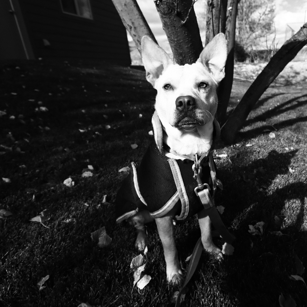 Skipper, an adoptable Terrier in Salmon, ID, 83467 | Photo Image 4