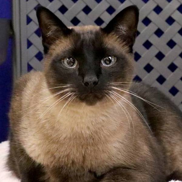 Mister, an adoptable Siamese in Fort Davis, TX, 79734 | Photo Image 1