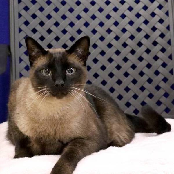 Mister, an adoptable Siamese in Fort Davis, TX, 79734 | Photo Image 2