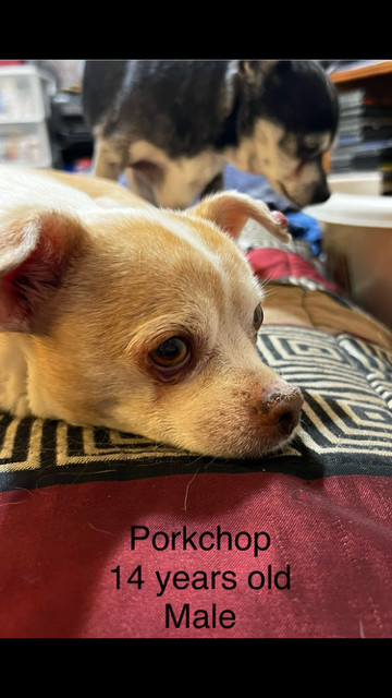 Porkchop photo 1