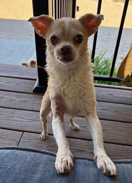 Porkchop thumbnail 4