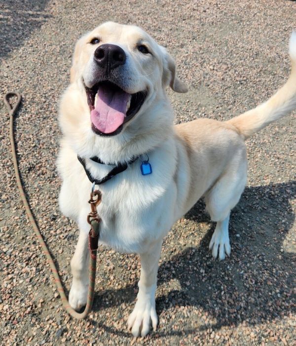 Grilled Cheese photo 1