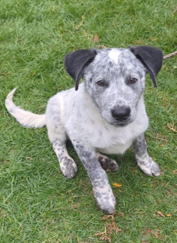 Wrangler thumbnail 2