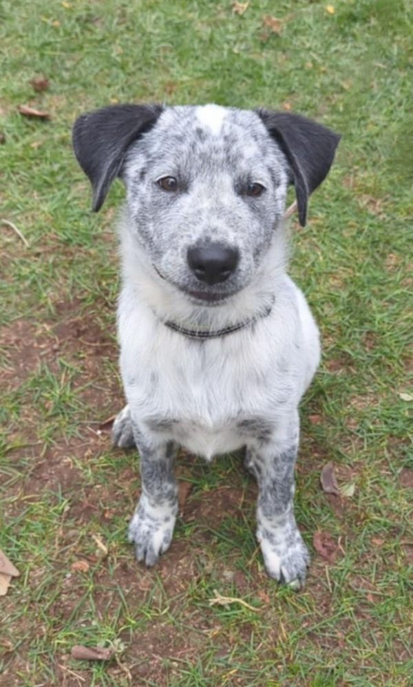 Wrangler thumbnail 3