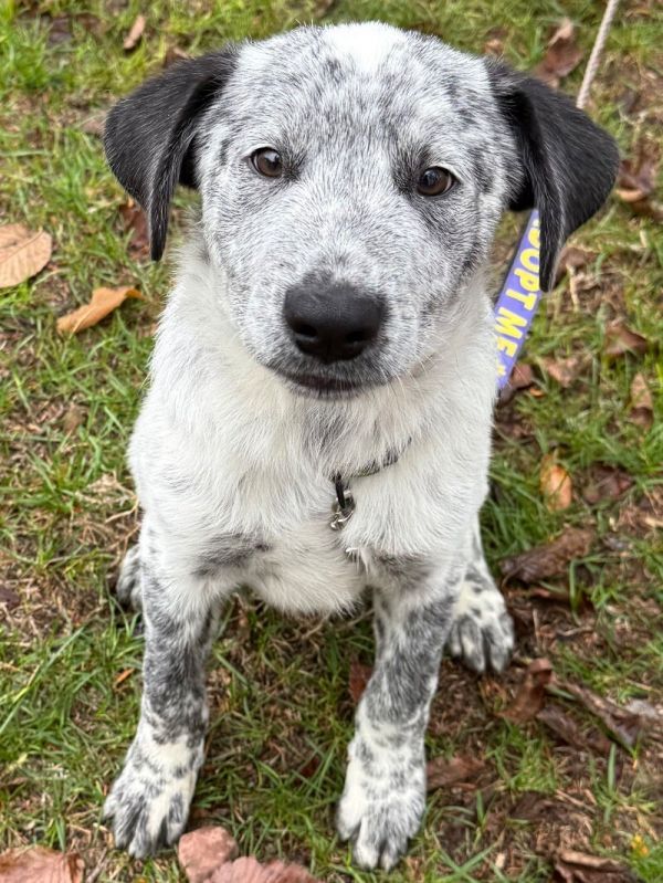 Wrangler thumbnail 5