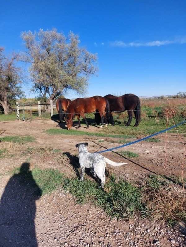 Wrangler thumbnail 6