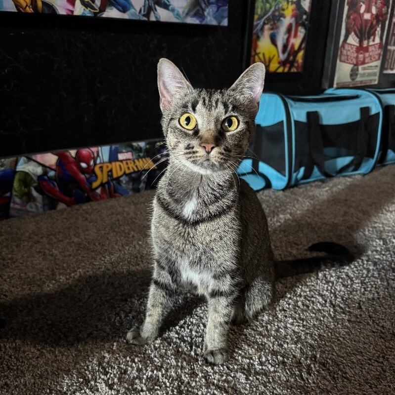 WHITNEY MOUSEKATEER, an adoptable Domestic Short Hair in lawton, OK, 73507 | Photo Image 1