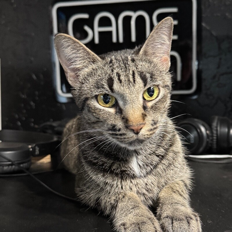 WHITNEY MOUSEKATEER, an adoptable Domestic Short Hair in lawton, OK, 73507 | Photo Image 2