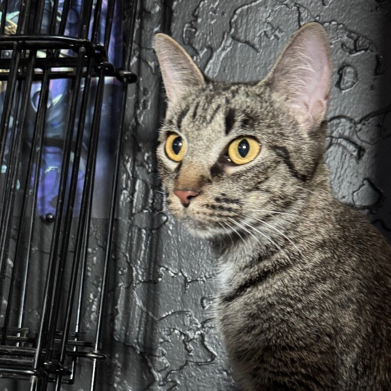 WHITNEY MOUSEKATEER, an adoptable Domestic Short Hair in lawton, OK, 73507 | Photo Image 3