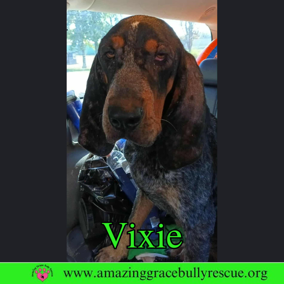 Vixie