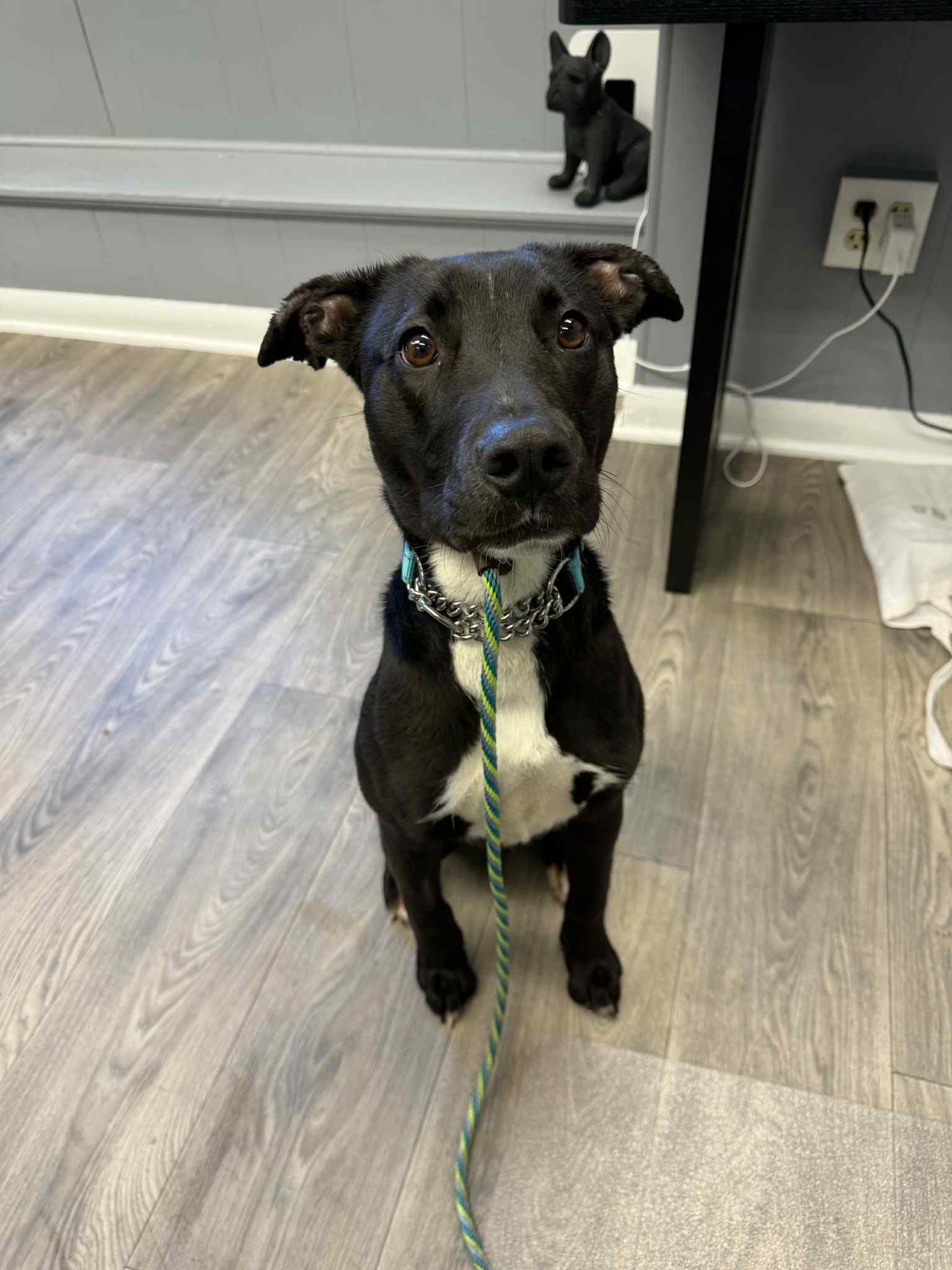 Shelby, an adoptable Retriever, Labrador Retriever in Duluth, MN, 55807 | Photo Image 1