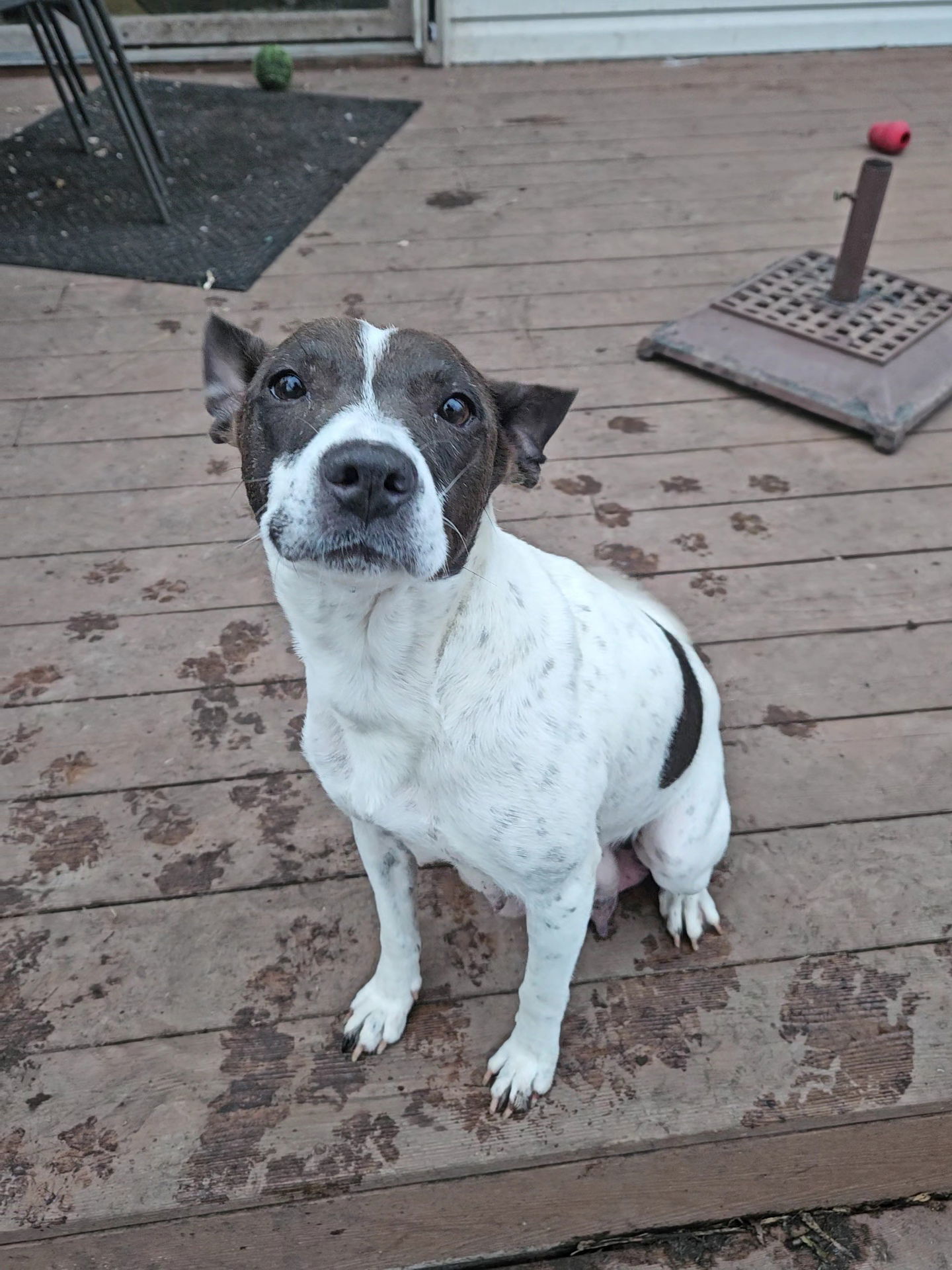 Hope, an adoptable Terrier in Duluth, MN, 55807 | Photo Image 1