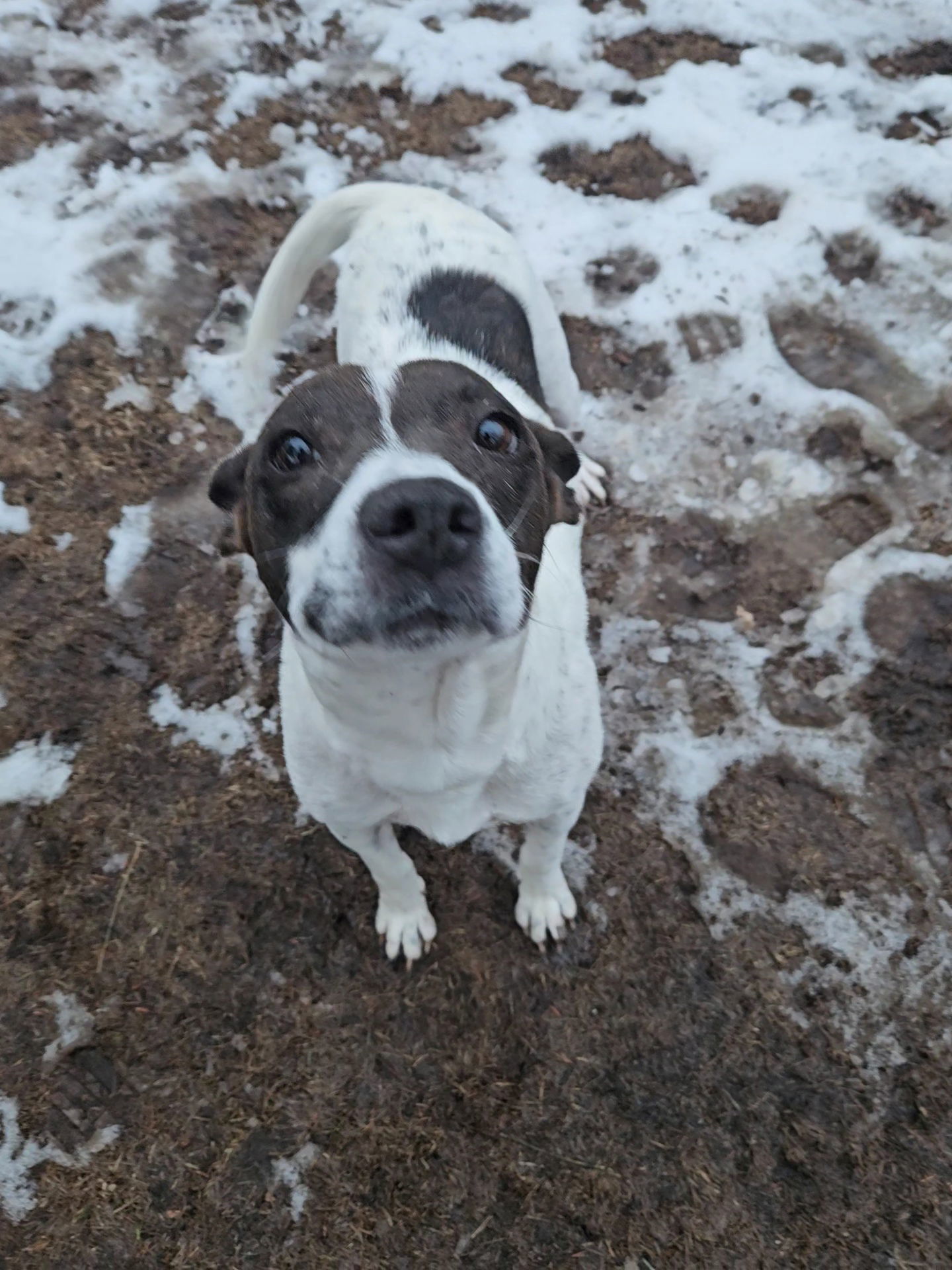 Hope, an adoptable Terrier in Duluth, MN, 55807 | Photo Image 2